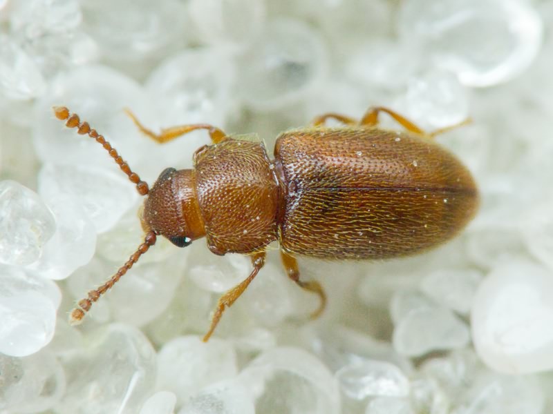 Cryptophagidae Kirby, 1837